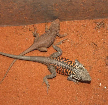 Peninsula (Arcoona Rock) Dragons - Amazing Amazon